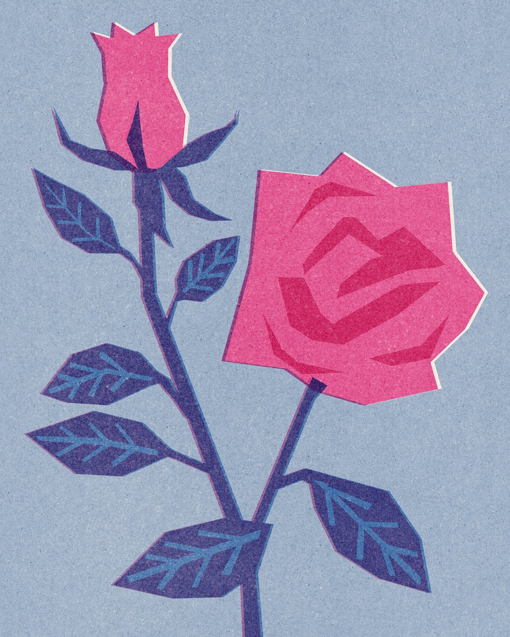Pink rose and a bud